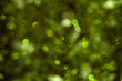 Blurred dark greenery background with bokeh lights