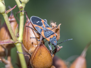 Milkweed bug on plant