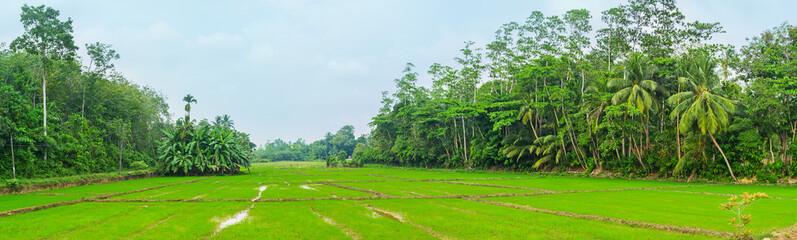 Poster - The farms of Sri Lanka