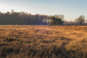 Wall Mural - Field with high yellow grass and row of trees. Nature reserve Ne