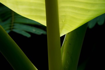 Wall Mural - banana leaf backlit sun - background select focus