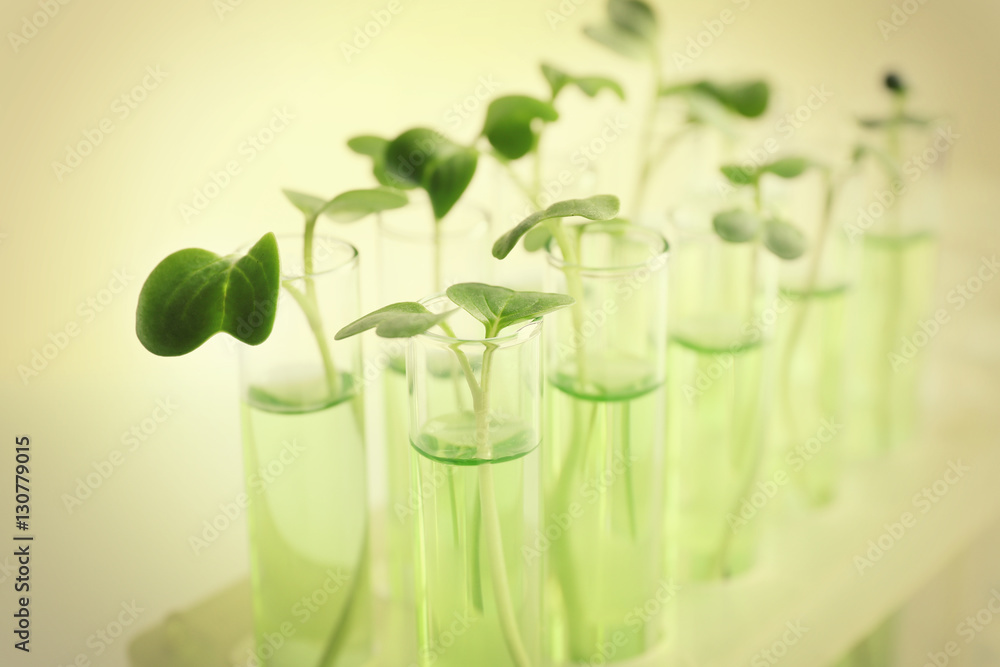 Plants in test tubes on light background