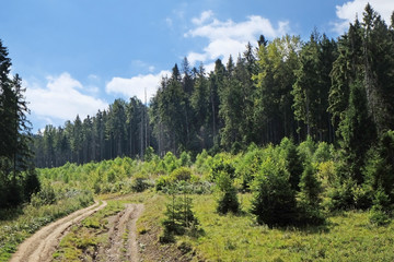 Poster - View of green wood mountain forest