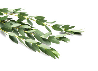 Poster - Green eucalyptus branches on white background