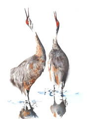 Fototapeta Cranes the birds watercolor painting illustration handmade isolated on white background greeting card