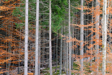 Poster - Beautiful forest on autumn day