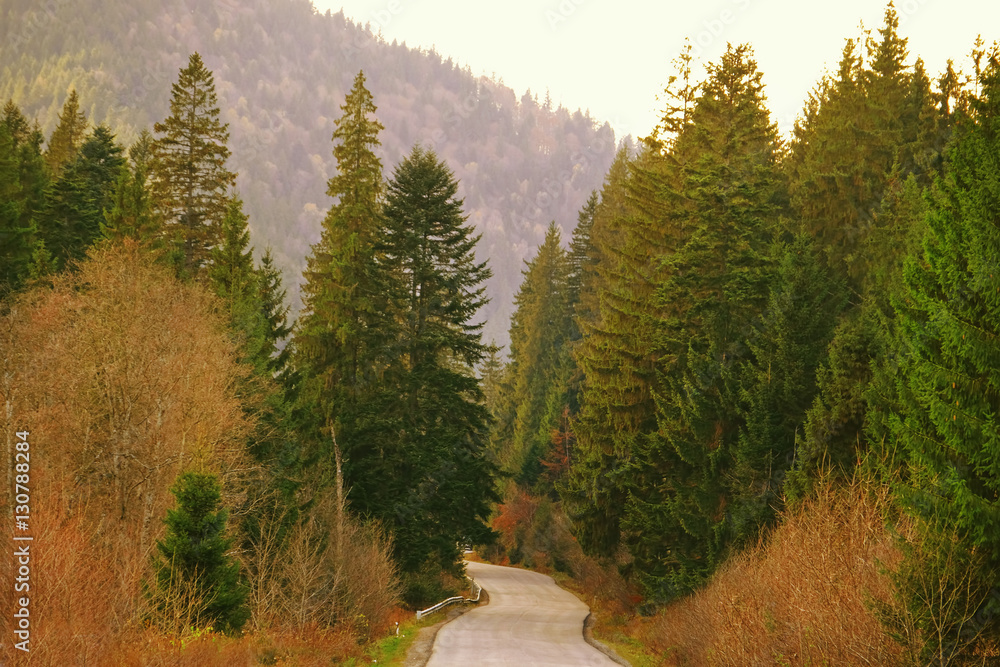Asphalt road at resort near coniferous forest