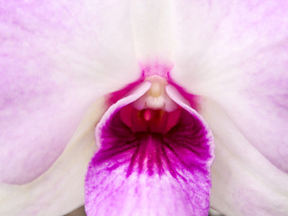 close up to white magenta color orchid bloom in summer