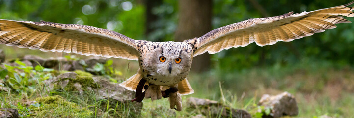 flying eagle owl