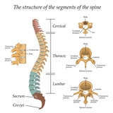 Fototapeta  - Diagram of a human spine with the name and description of all sections and segments of the vertebrae. Vector illustration.