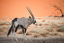 Oryx In Africa