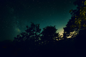 Wall Mural - Night forest with starry sky and silhouette of trees or forest in the night with bright stars