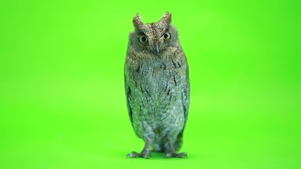 Wall Mural - European scops owl on green screen