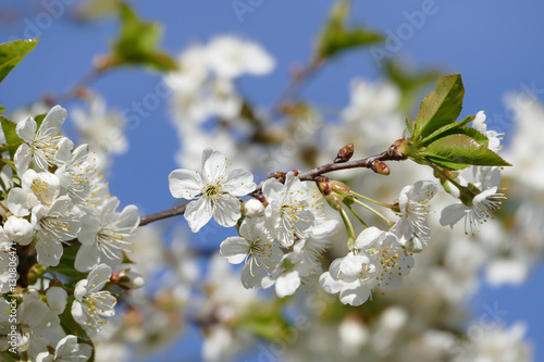 Foto Blüten am Zweig einer Wildkirsche vor strahlend blauem Himmel