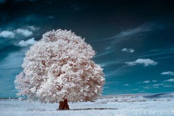 White tree