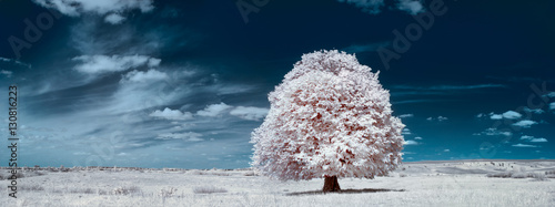 White tree Fototapeta