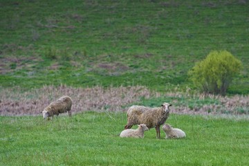 sheep with two lambs relaxing on the spring greenfield