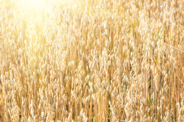 Wall Mural - organic golden ripe ears of oats in field