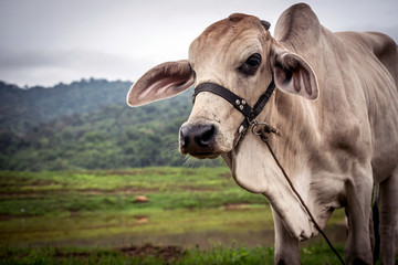 Beef cattle in the field.