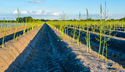 Wall Mural - Young budding asparagus plants after the Dutch harvest season