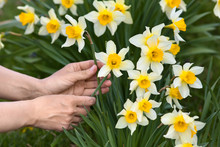 Hands Picking Narcissus Flowers In The Garden