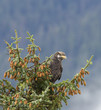 Juvenile Bald Eagle Perched in a Sitka Spruce in Juneau Alaska