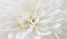 White Flower As Background