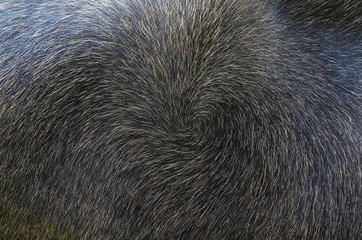 The hair on the skin of Buffalo