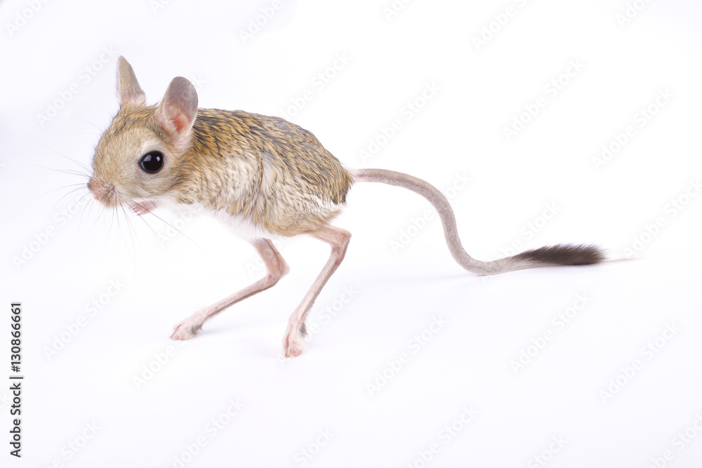 Foto greater Egyptian jerboa, Jaculus orientalis do Stock | Adobe