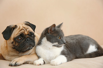 Canvas Print - Adorable pug and cute cat lying together on sofa