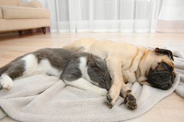 Adorable pug and cute cat lying together on plaid