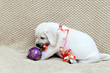 White labrador puppy playing with the Christmas ornaments
