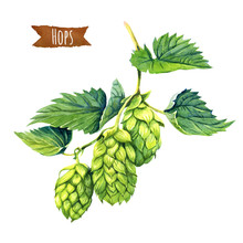 Watercolor Illustration Of Hops Vine Isolated On White Backgroun