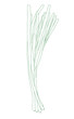 Spring onions line art on the white background