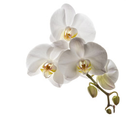 Beautiful white orchids flowers isolated on a clear white backgr