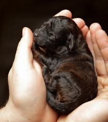 Wall Mural - puppy