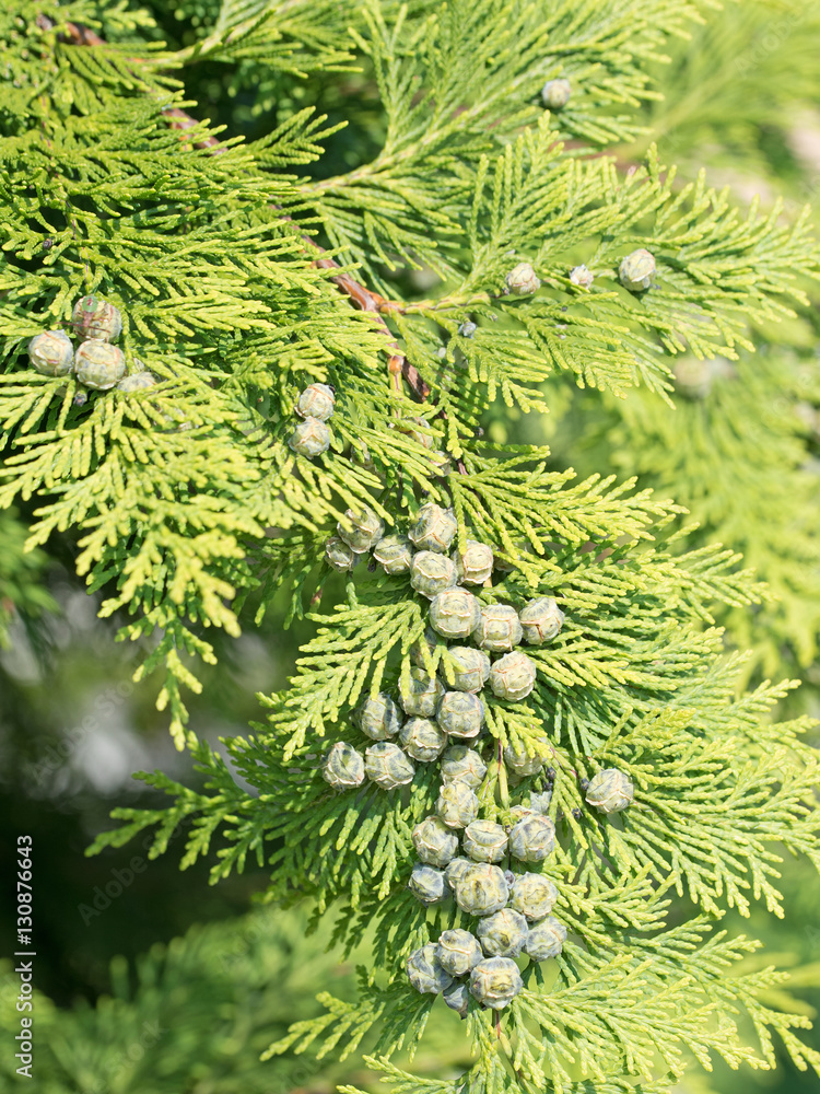 Stock-Foto Lebensbaum, Thuja, Blten, Samen | Adobe Stock