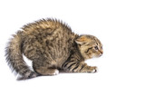 Fototapeta Koty - isolated frightened cat 