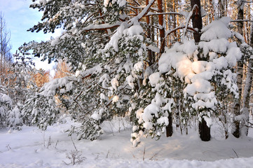 Wall Mural - Winter in the forest