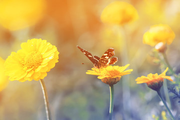 Wall Mural - butterfly sitting on a  flower for Sunny summer meadow