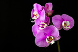 Fototapeta Storczyk - Pink orchid