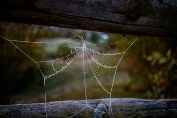 Spider`s net between logs in mountains. Carpathians, Ukraine. Autumn, 2016