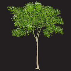 maple with green leaves