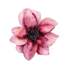 Pink Watercolor Flower (hand Drawn)