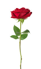 Red rose on a white background