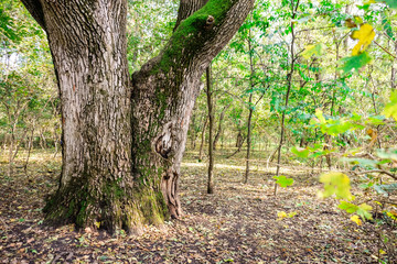 Sticker - Old big tree in park