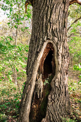 Wall Mural - Old big tree in park