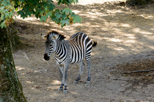 Beautiful Zebra In The Shade