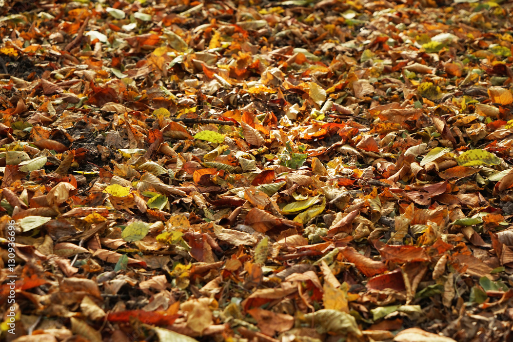 Close up view of fallen leaves in autumn park