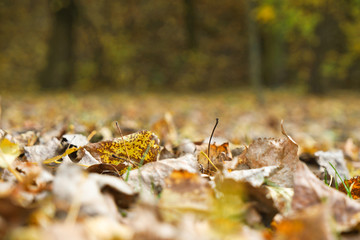 Canvas Print - Close up view of fallen leaves in autumn park